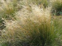 Albums/20060200-New Zealand 2006/20060317-Cook/36